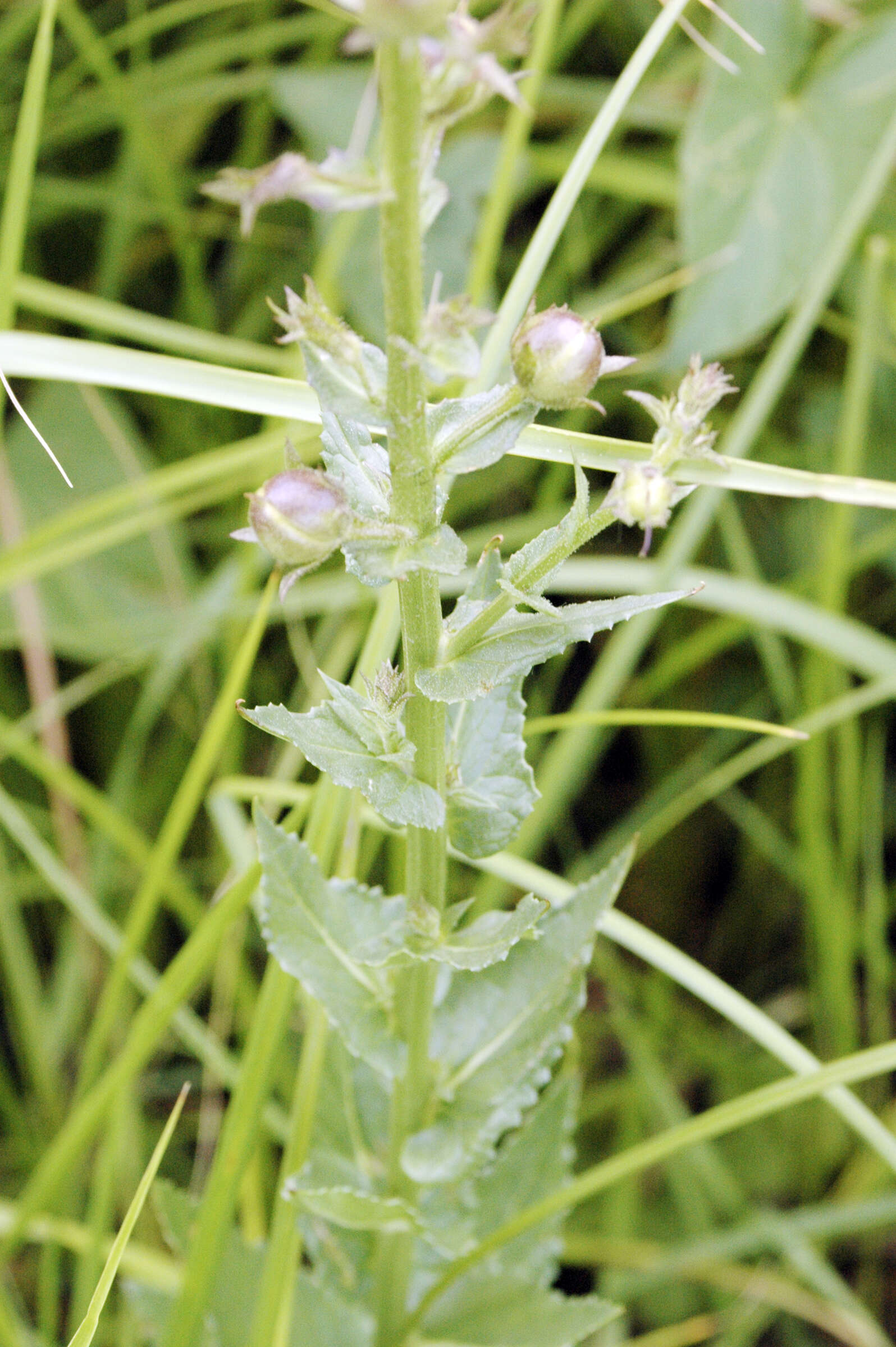 Image of moth mullein