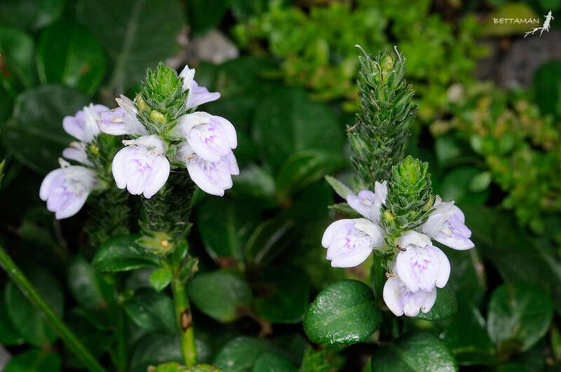 Image of Justicia procumbens L.