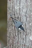 Image of White-breasted Nuthatch