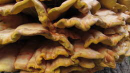 Image of Laetiporus gilbertsonii Burds. 2001