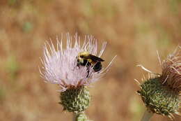 Image of wavyleaf thistle