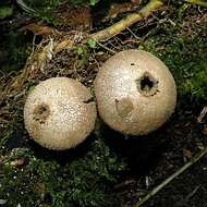 Image of Lycoperdon