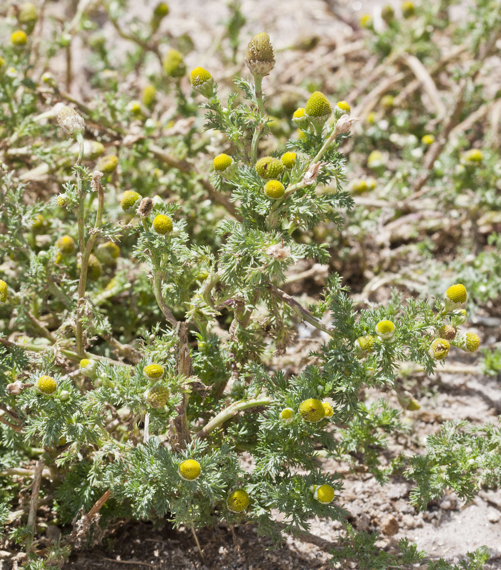 Слика од Matricaria discoidea DC.