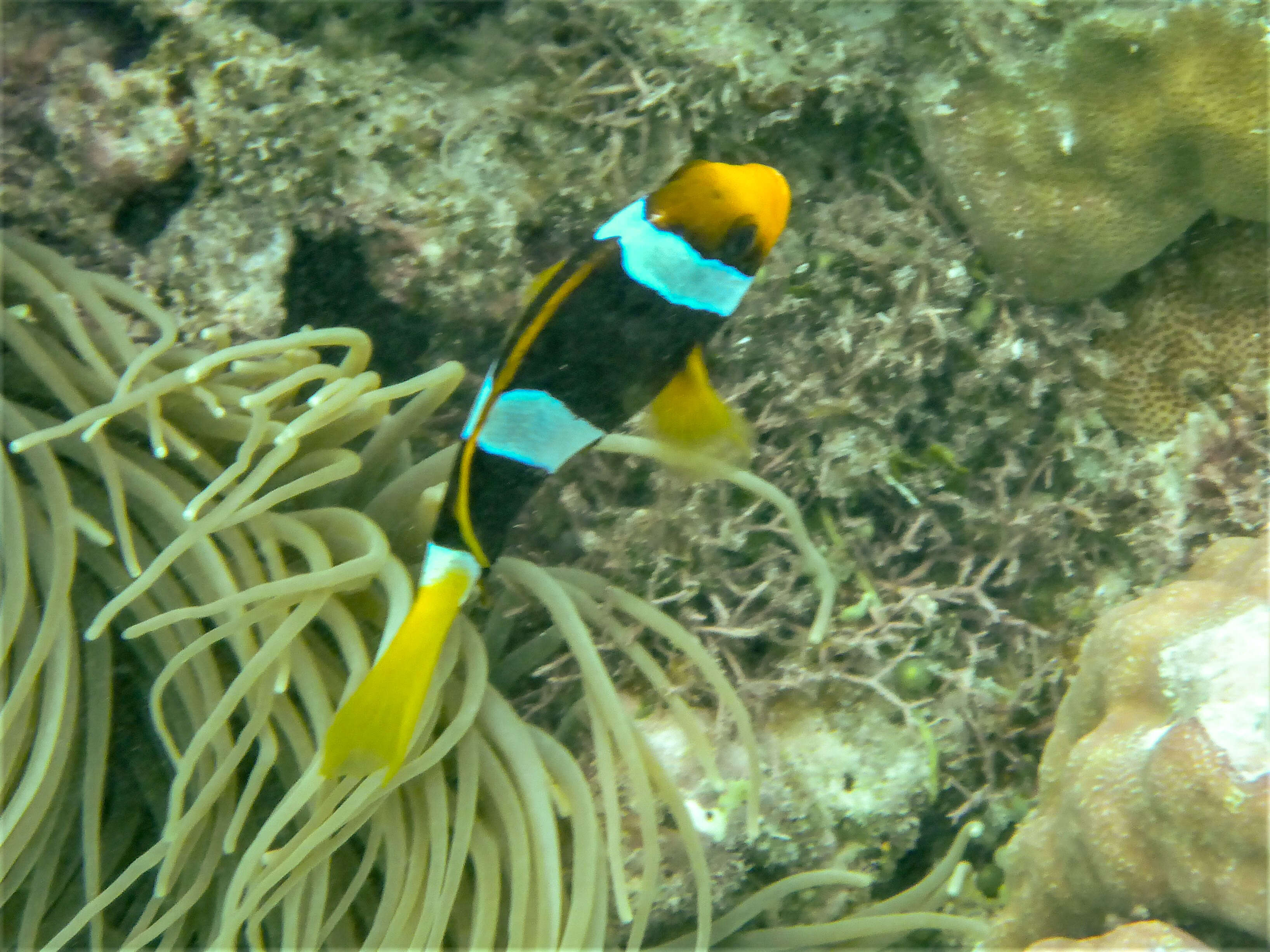 Image of Amphiprion