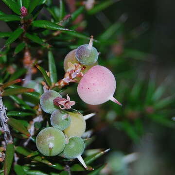 Imagem de Lissanthe strigosa subsp. subulata (R. Br.) J. M. Powell