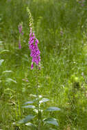 Image of Foxgloves