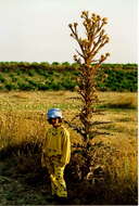 Image of cottonthistle