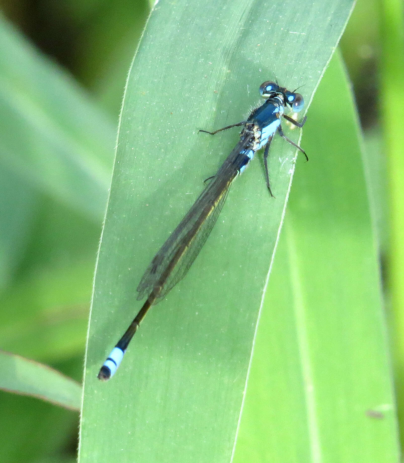 Ischnura heterosticta (Burmeister 1839) resmi