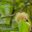 Image of Myrmeconauclea strigosa (Korth.) Merr.