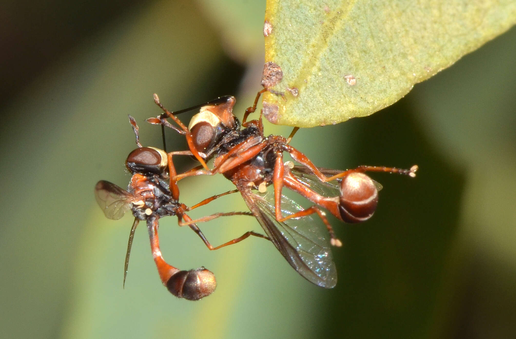 Image de Physocephala