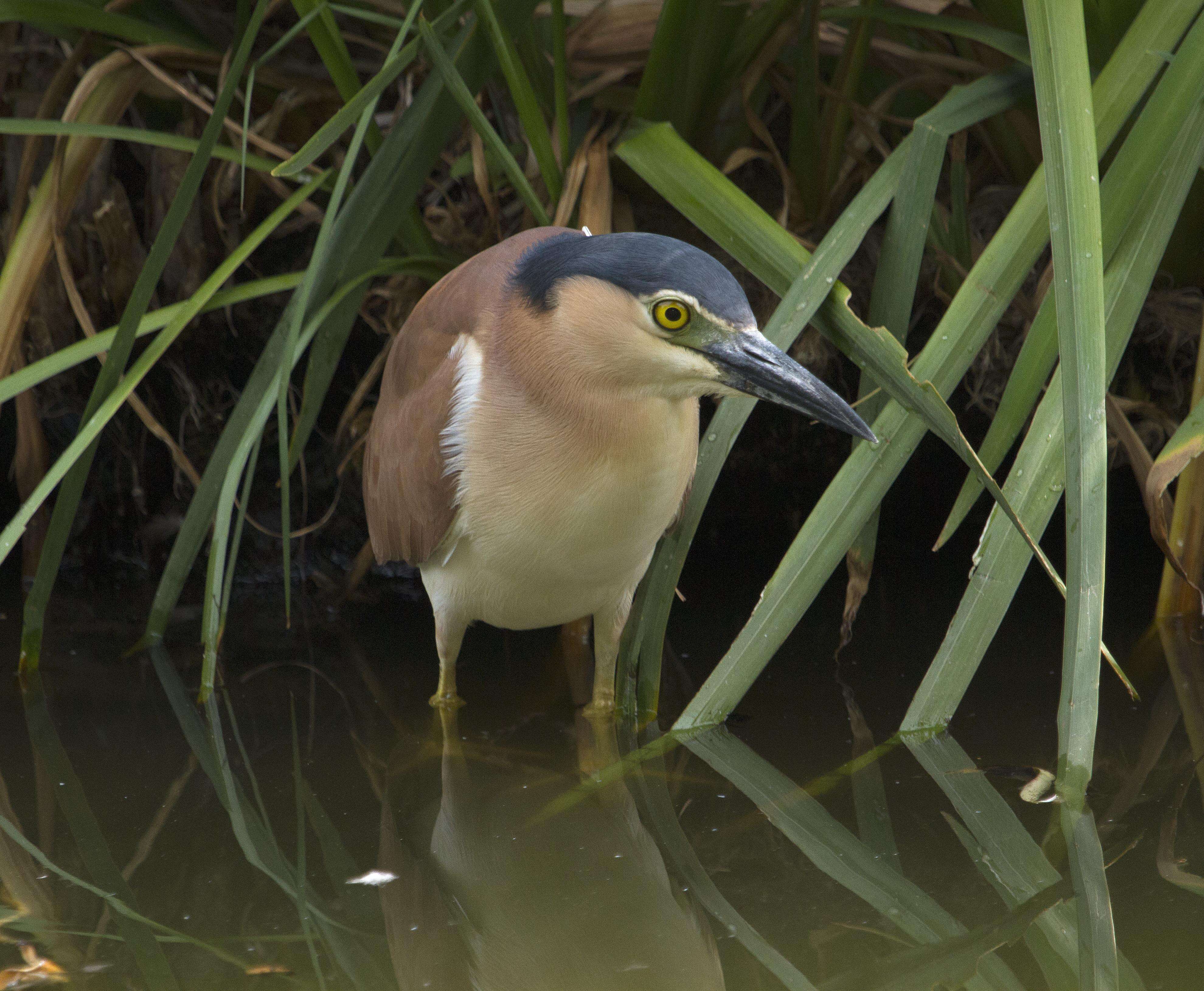 Image of Night Herons