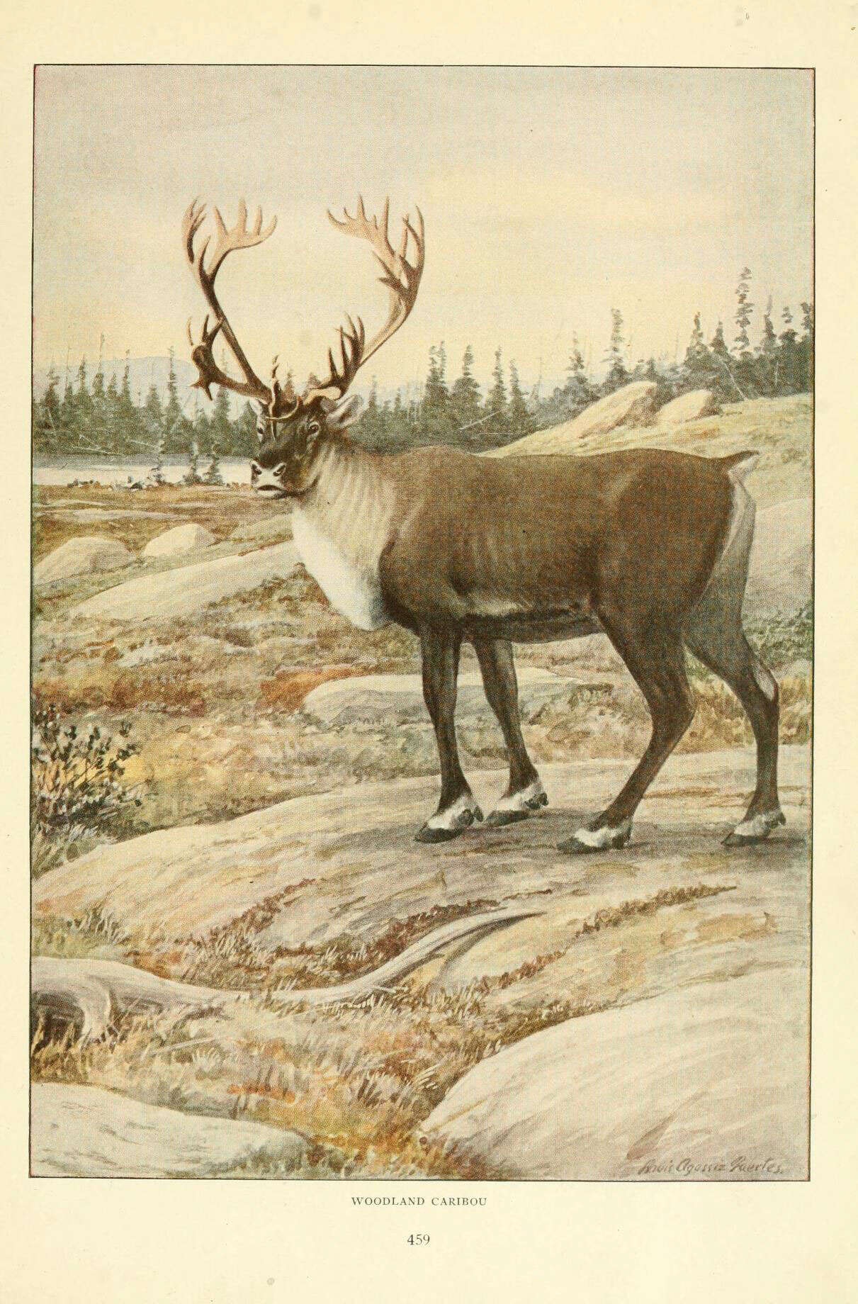 Imagem de Rangifer tarandus caribou (Gmelin 1788)