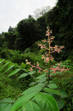 صورة Clausena anisata (Willd.) Hook. fil., De Wild. & Staner