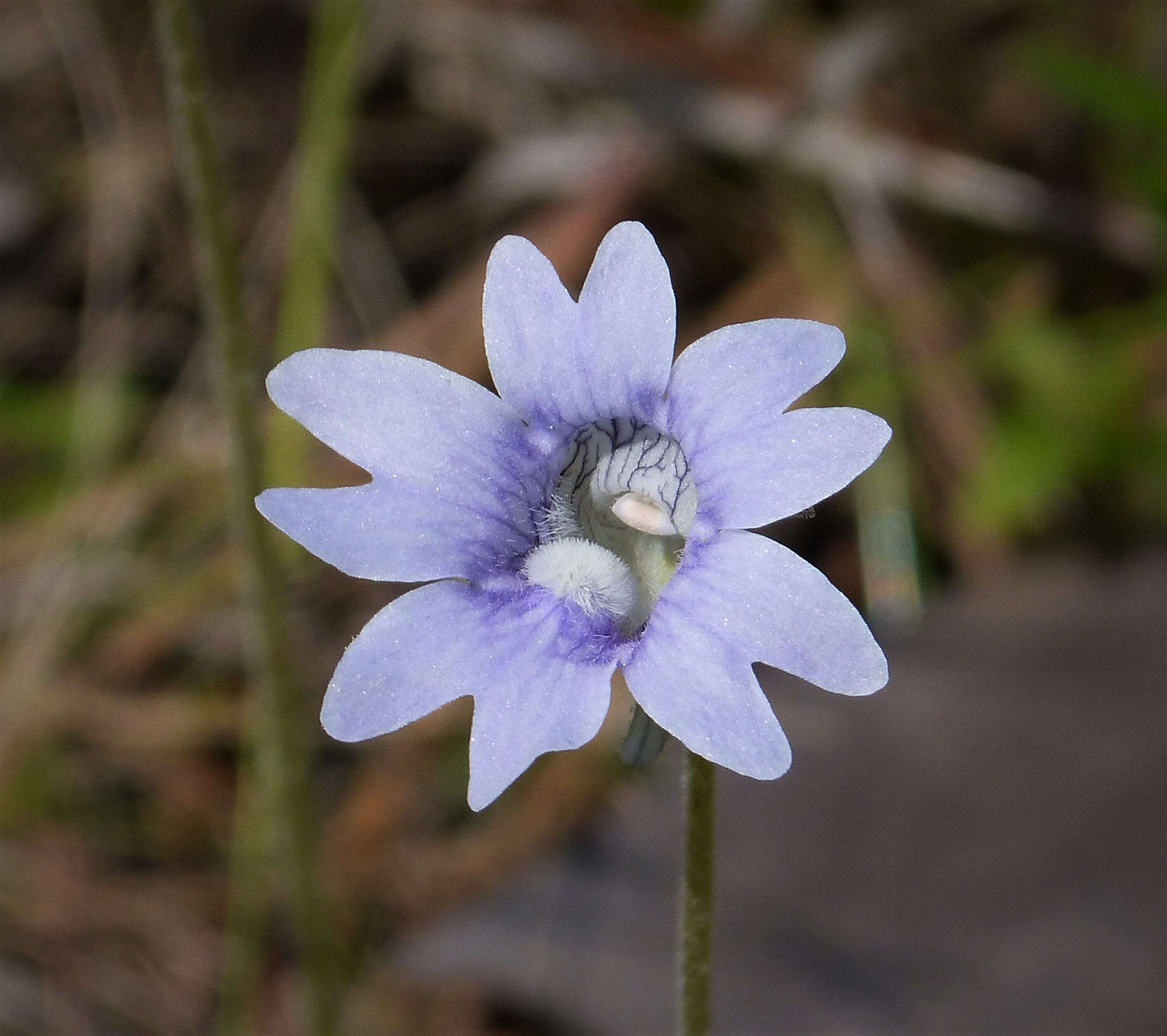 Image of blueflower butterwort