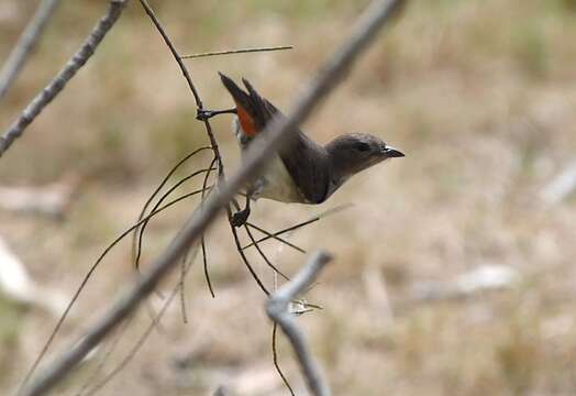 Image of Mistletoebird