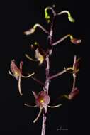 Image of Spur orchids