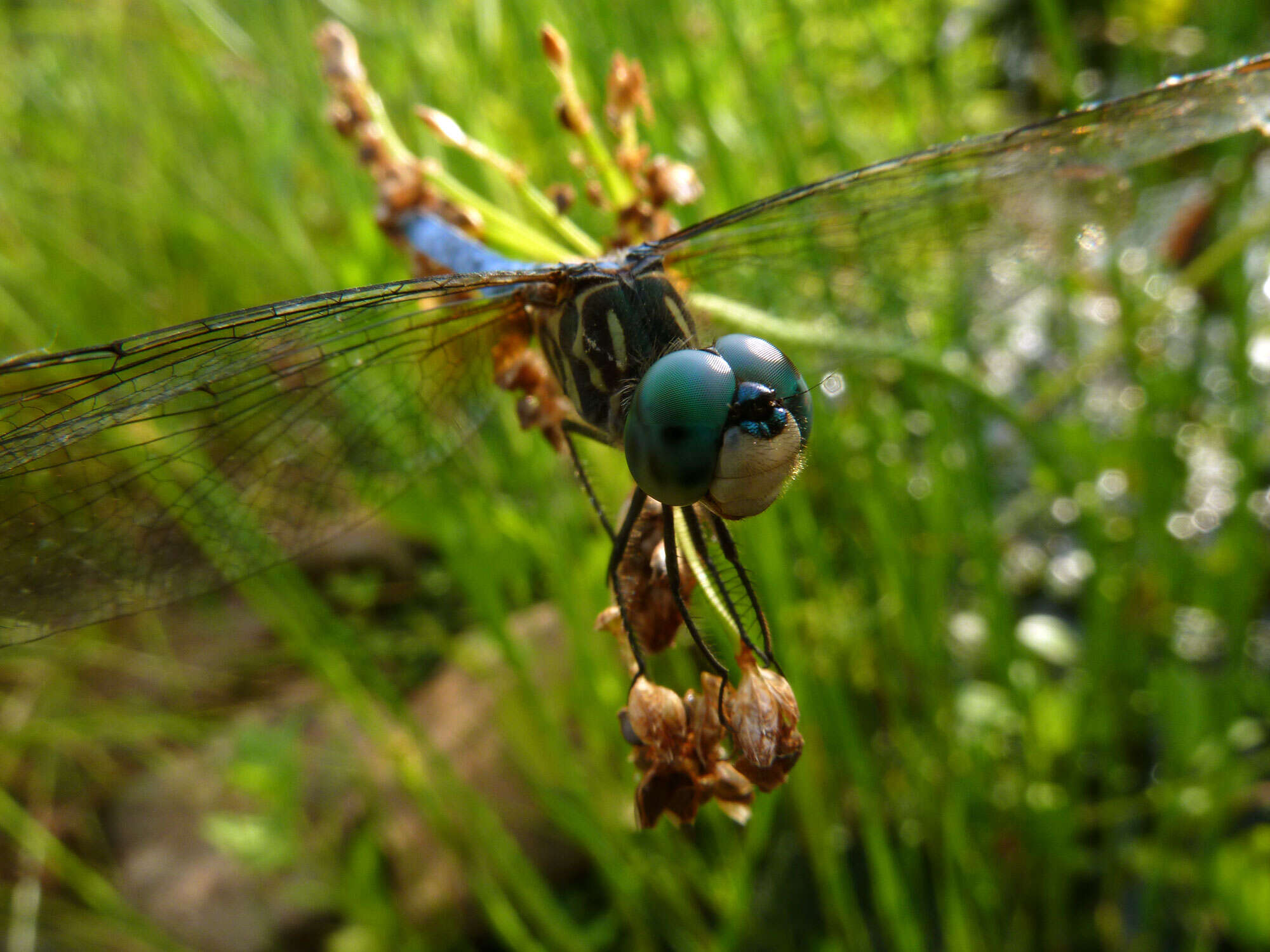 Image of Blue Dasher