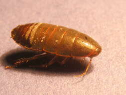 Image of giant cockroaches