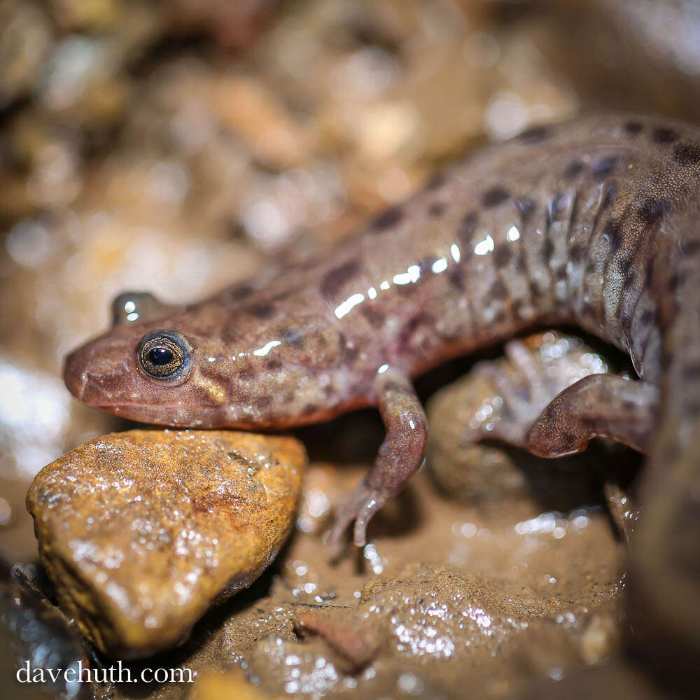 Image of dusky salamanders