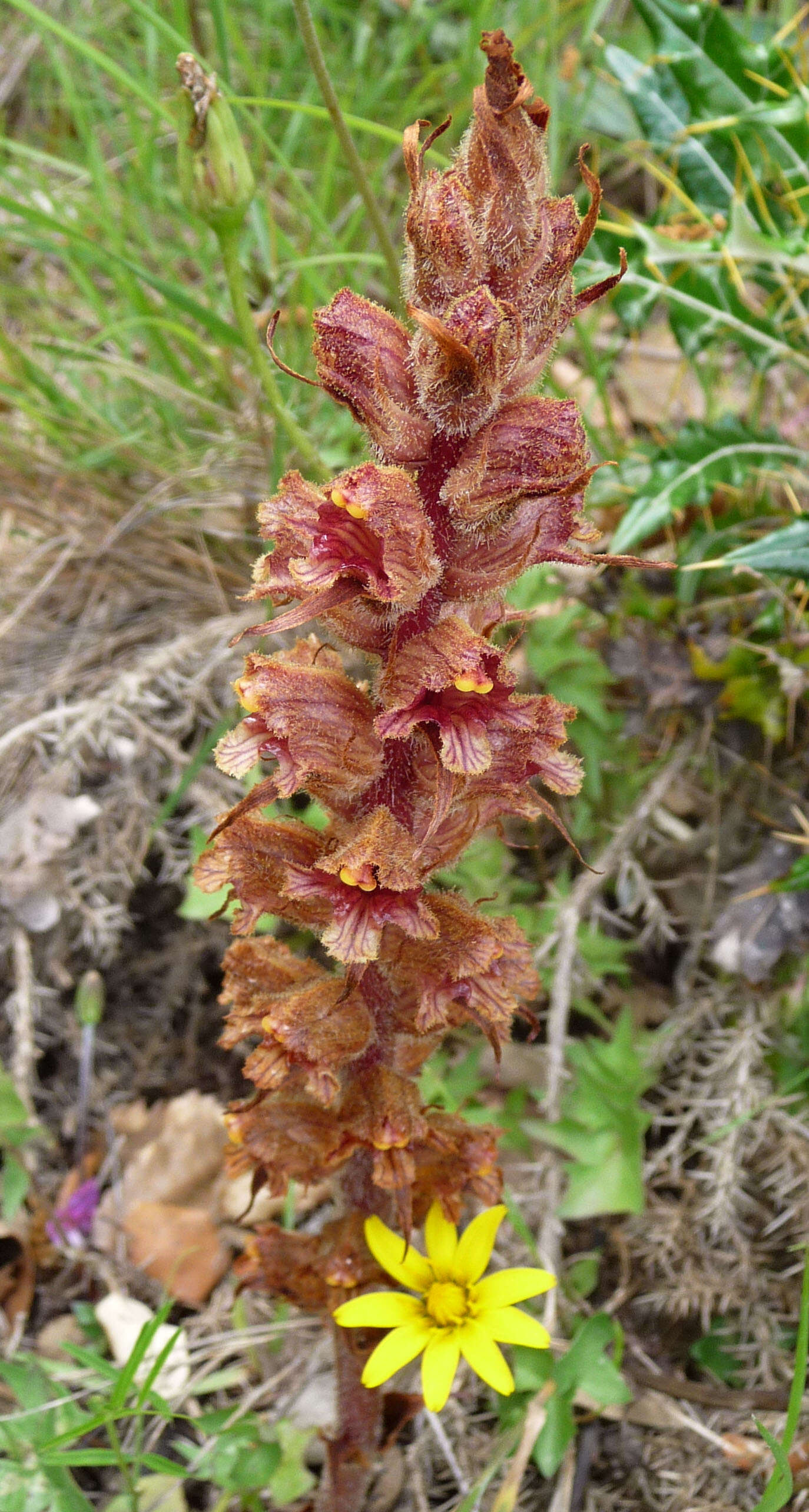 Image de Orobanche austrohispanica M. J. Y. Foley