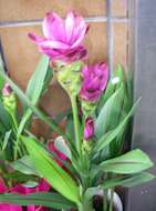 Image of curcuma