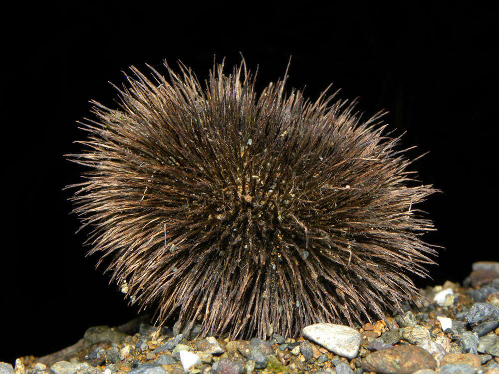 Image of Apeiba tibourbou Aubl.