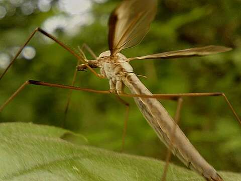 Sivun Tipula (Tipula) oleracea Linnaeus 1758 kuva