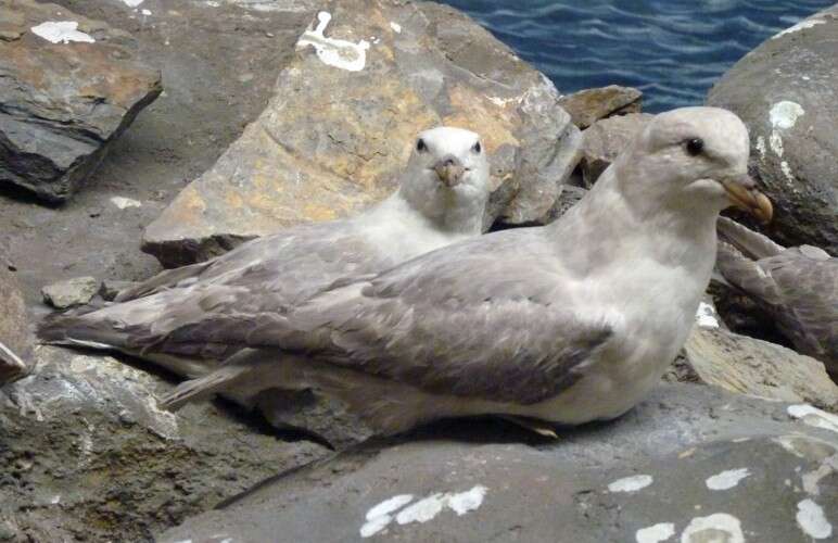 Image of Fulmar