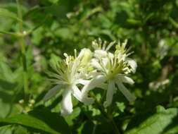 Sivun Clematis drummondii Torr. & Gray kuva