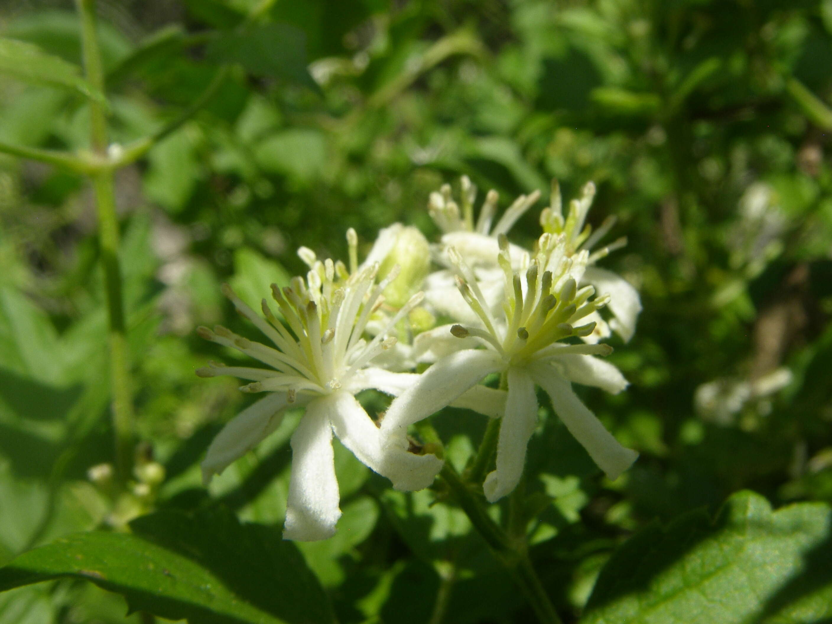 Image of Drummond's clematis