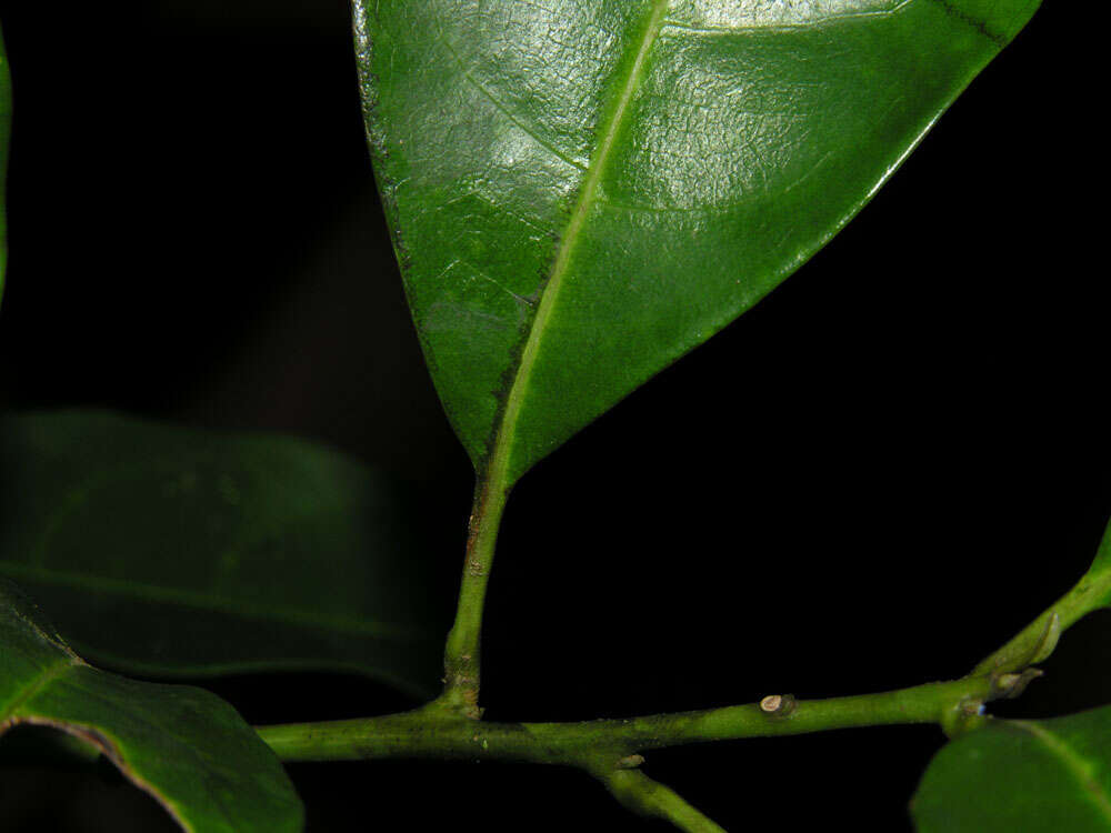 Plancia ëd Meliosma grandiflora Morton ex A. H. Gentry