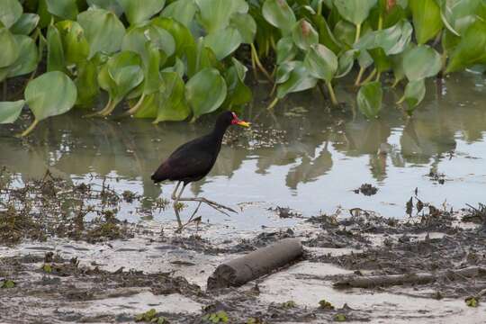 Image of Wattled Jacana