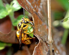 Vespula squamosa (Drury 1770) resmi