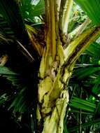 Image of Mangrove fan palm