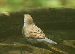 Image of Indigo Bunting