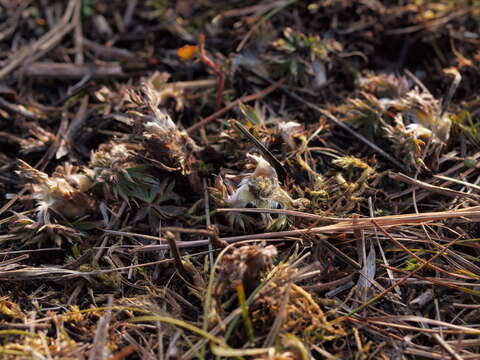 Image of pasqueflower