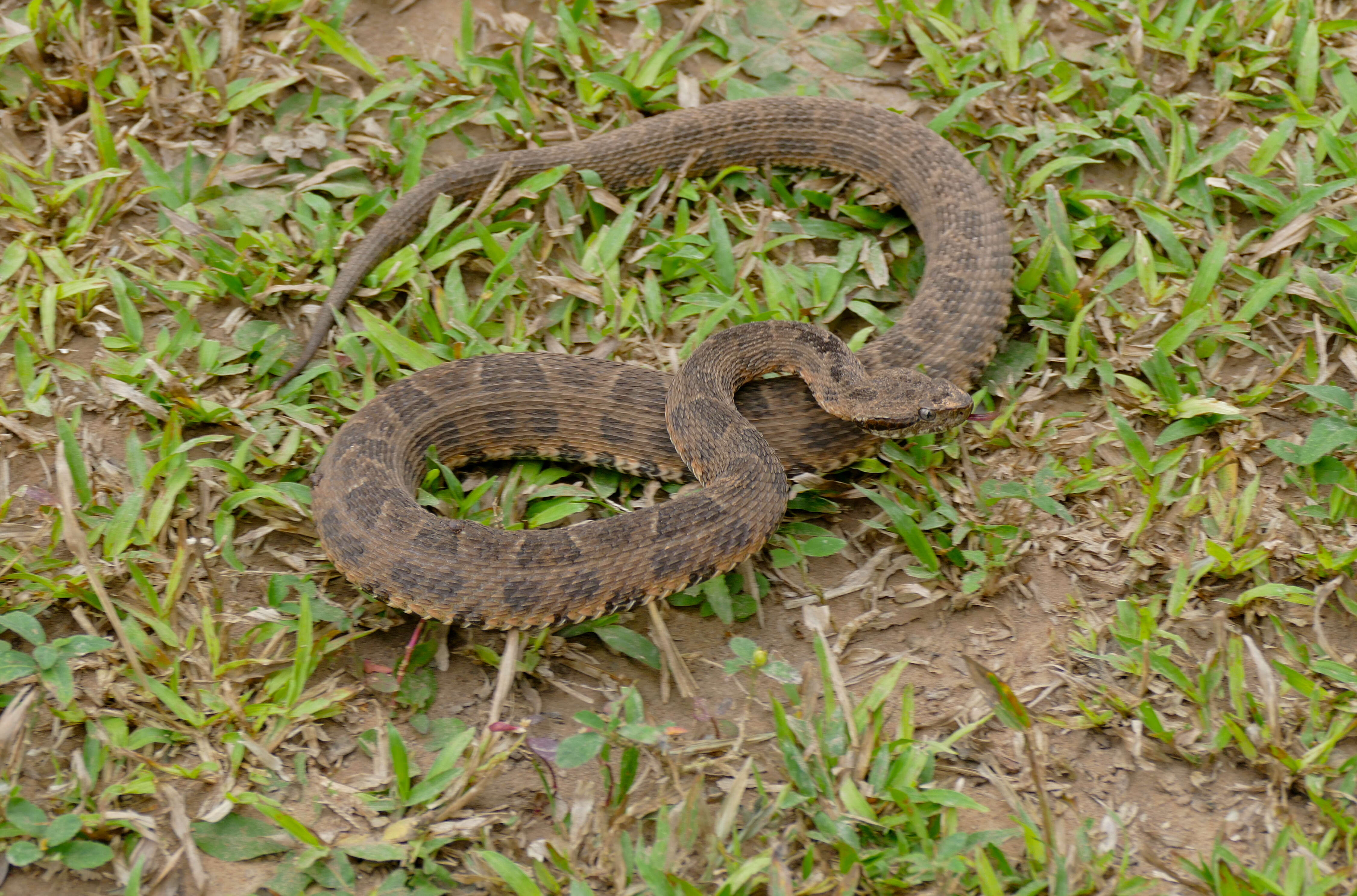 Image of Bothrops matogrossensis Amaral 1925