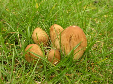 Image of Coprinellus