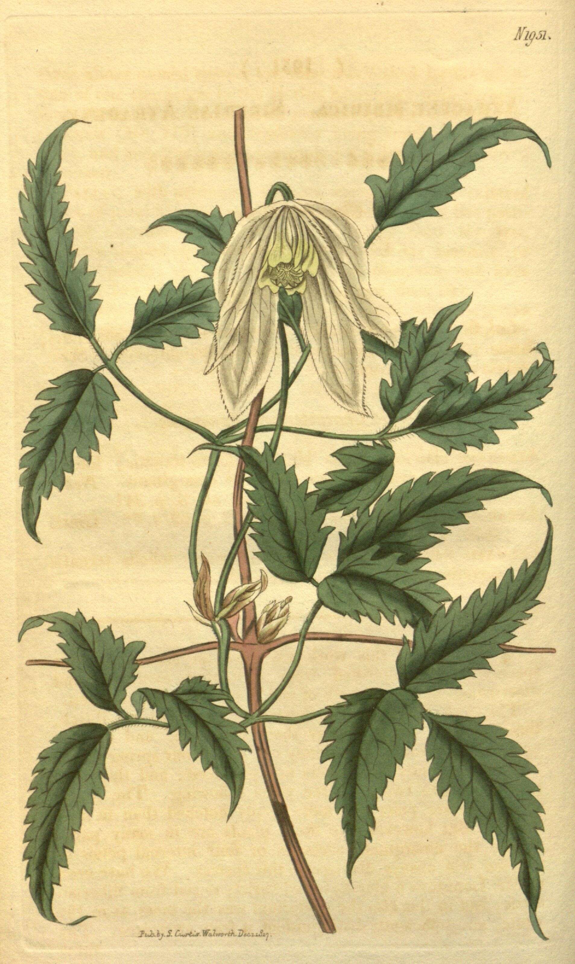 Image de Clematis sibirica (L.) Mill.