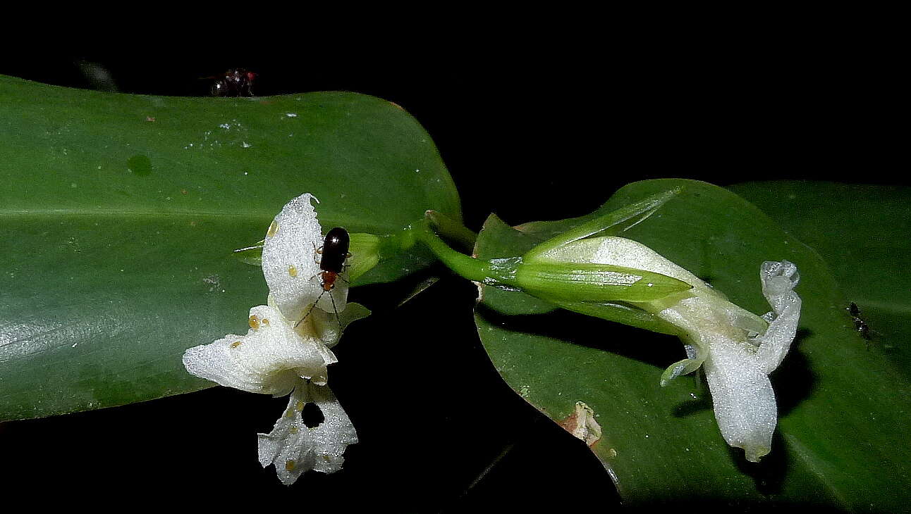 Image de Maranta subterranea J. M. A. Braga