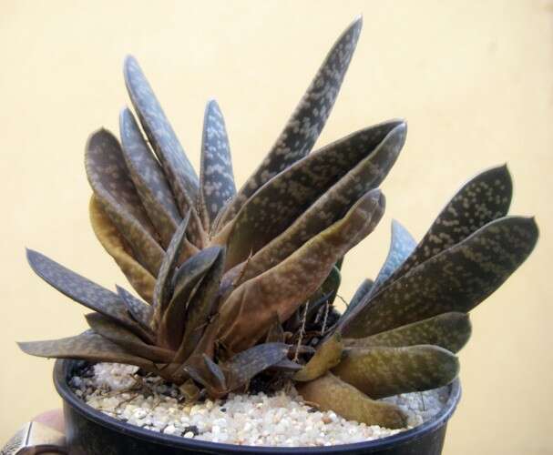 Image of Gasteria disticha (L.) Haw.