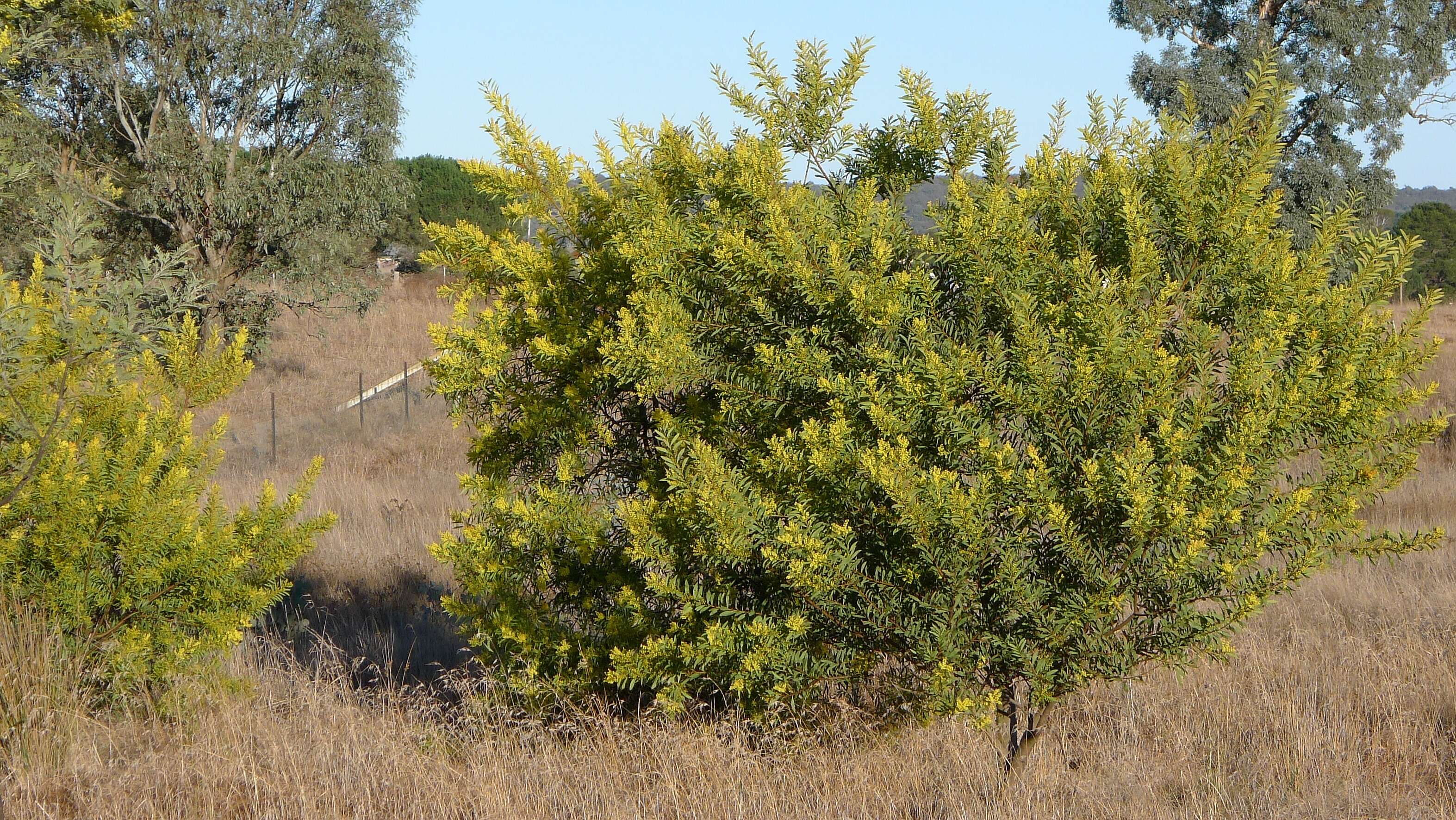 Image of red-leaf wattle