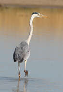 Image of Grey Heron