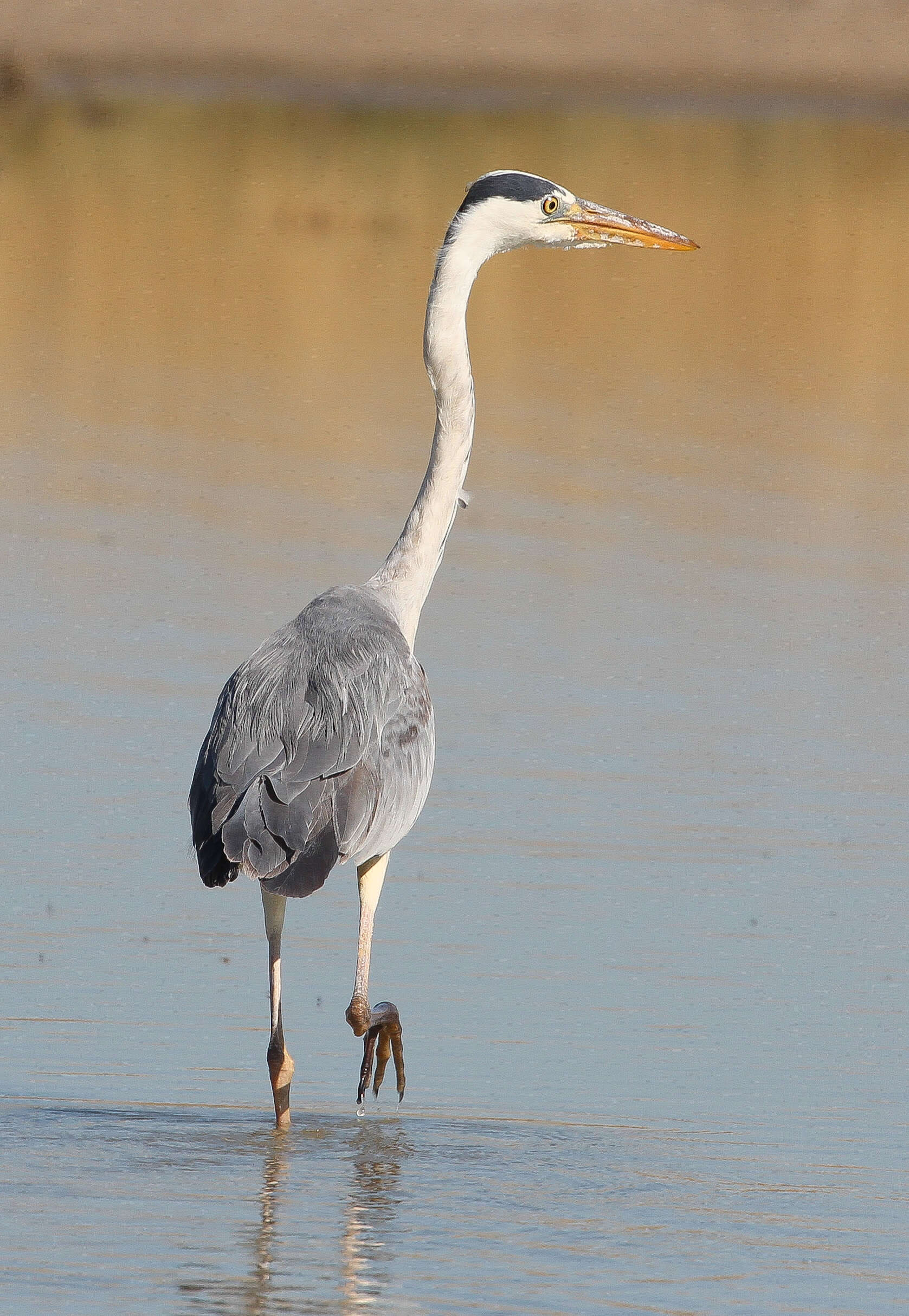 Image of Grey Heron