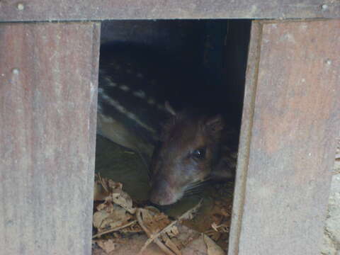 Sivun Agouti kuva