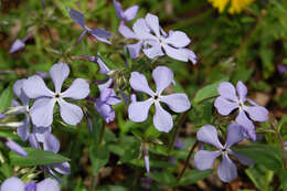 Image of phlox