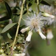 Слика од Baccharis dracunculifolia DC.