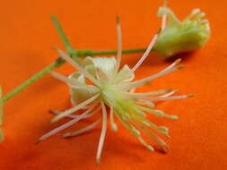 Image of Clematis brasiliana DC.