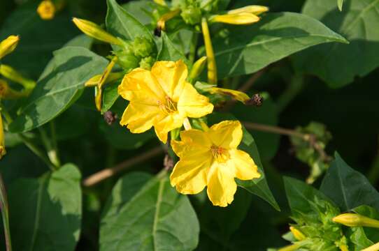 Image of Four o'Clock flower