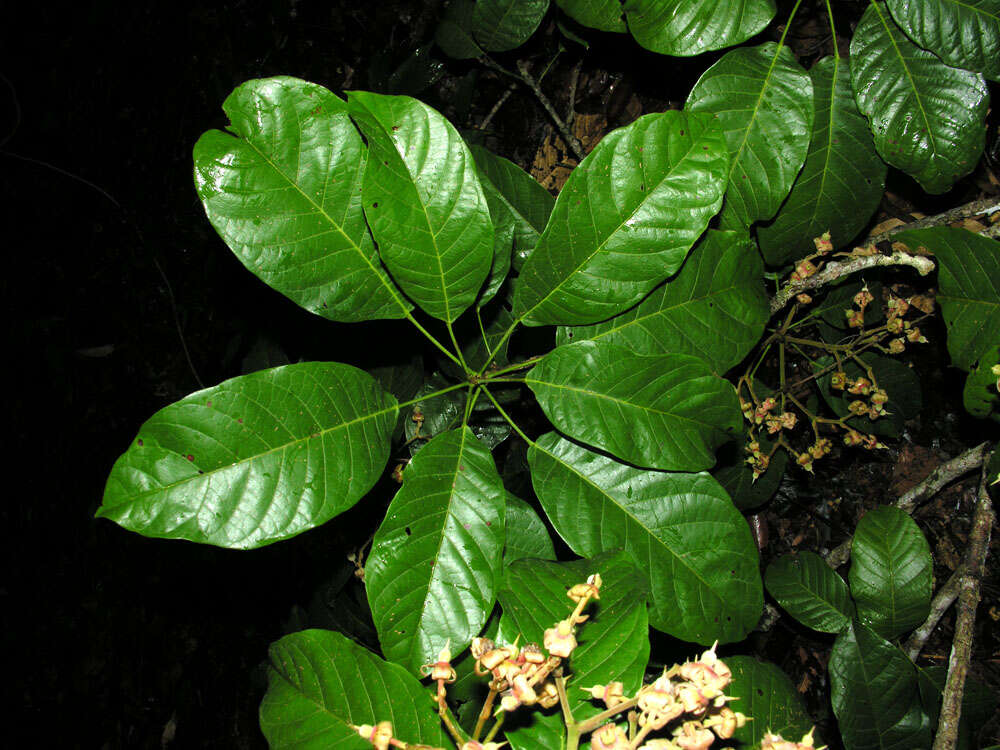 Image of Sloanea garcia-cossioia